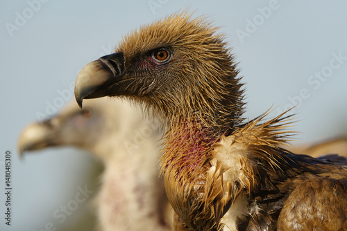 Close up shot of an Eurasian Griffon Vulture (Gyps fulvus)