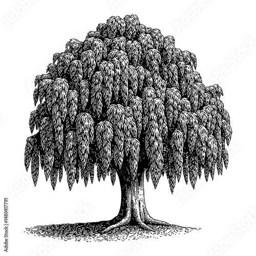 Giant Weeping Willow Tree with Cascading Leaves in Black and White Outline Line Art Drawing