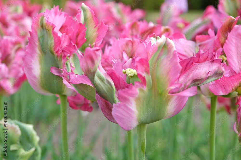 Naklejka premium Pink and green frilled parrot Tulip, tulipa ‘Red Wave’ in flower.