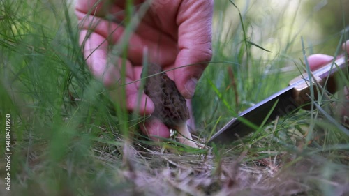 Harvesting a fresh morel mushroom growing in the spring grass in Idaho. Morels are a large part of the culinary culture in the USA.