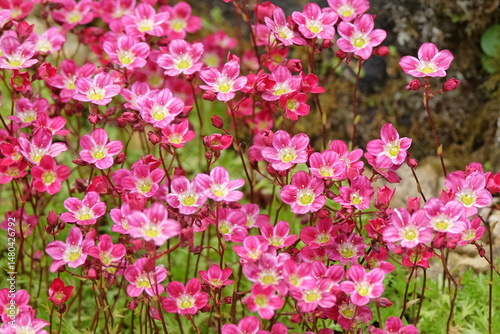 Pink Saxifraga Mossy Group, saxifrage in flower.