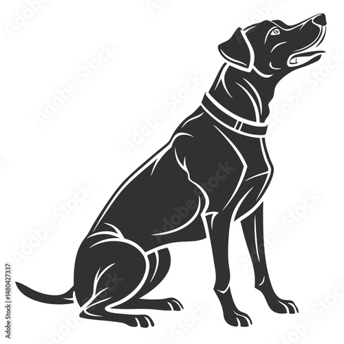 black and white dog