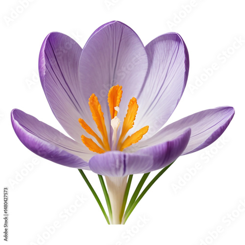 Crocuses flower on white background
