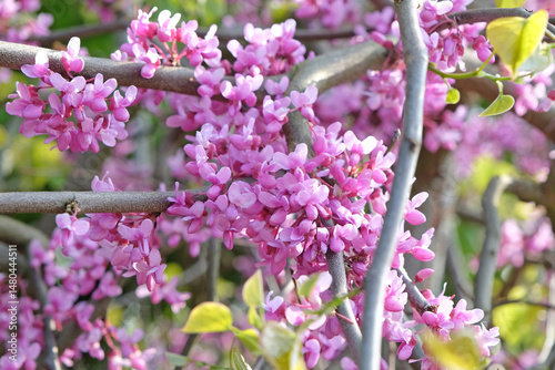 Cercis canadensis ‘Lavender Twist’, the eastern redbud tree, in flower.