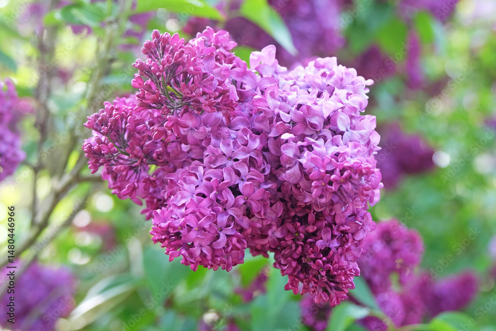 Obraz premium Deep purple Syringa vulgaris, common lilac 'edith braun' in flower.