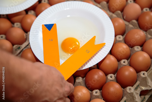 Yolk Color Evaluation in Egg Quality Control Procedures within Poultry Production