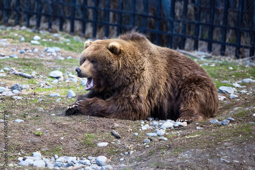 Grizzly bear yawning in Anchorage zoo