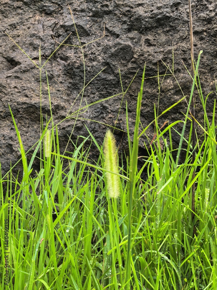 Obraz premium Tall Grass Seed Head with Mountain Backdrop