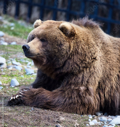 Wallpaper Mural Grizzly bear in Anchorage zoo Torontodigital.ca