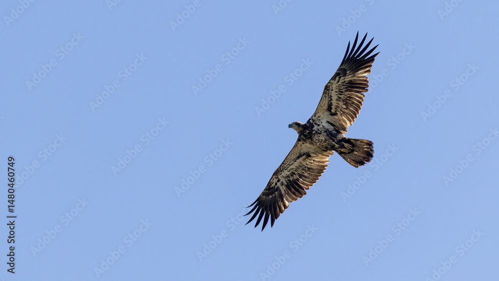 Fototapeta premium Majestic bald eagle Soaring in Clear Blue Sky