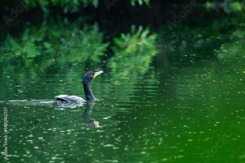 A Double-crested Cormorant swims along a river during summer in New Jersey.