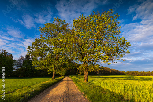 Country road between trees and fields near Wyczechowo, Poland.