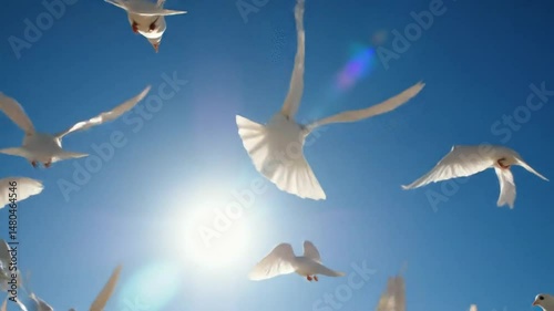 White doves flying in bright blue sky with sun