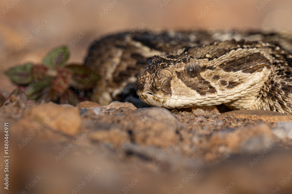 Side View of Puff Adder's Head at Ground Level (Left Side) Side View of Puff Adder's Head at Ground Level (Left Side)