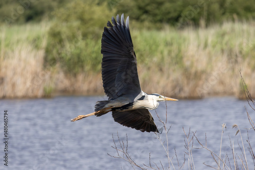 Photos Grey heron flying over the lagoa pequena in sesimbra, portugal