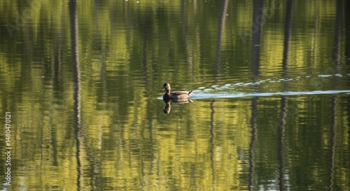 Duck on a Lake Illustration