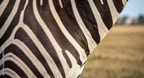 Zebra Stripes Photo