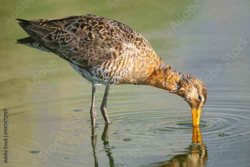 Black-tailed godwit is searching  for food in the water