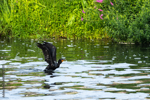 A Double-crested Cormorant lands on a river during summer in New Jersey