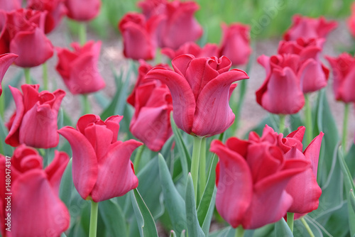 Bright red coronet Tulip, tulipa ‘Red Dress’ in flower.