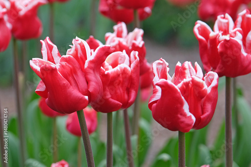 Tall red and white coronet Tulip, tulipa ‘Elegant Crown’ in flower.
