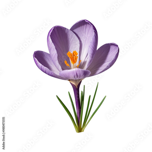 crocus flower isolated on white