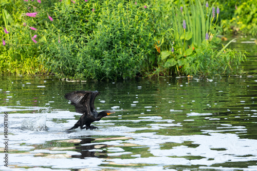 A Double-crested Cormorant lands on a river during summer in New Jersey