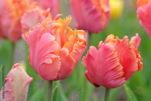 Peach pink and orange frilled parrot Tulip, tulipa ‘Amazing Parrot’ in flower.
