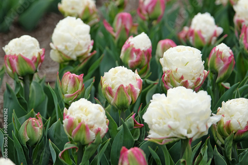 Puffy white and pink double late Tulip, tulipa ‘Ice cream’ in flower. photo