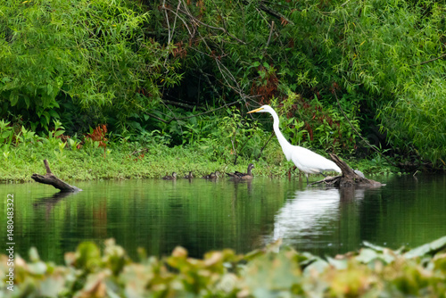 A Great White Egret hunts in a New Jersey pond during summer