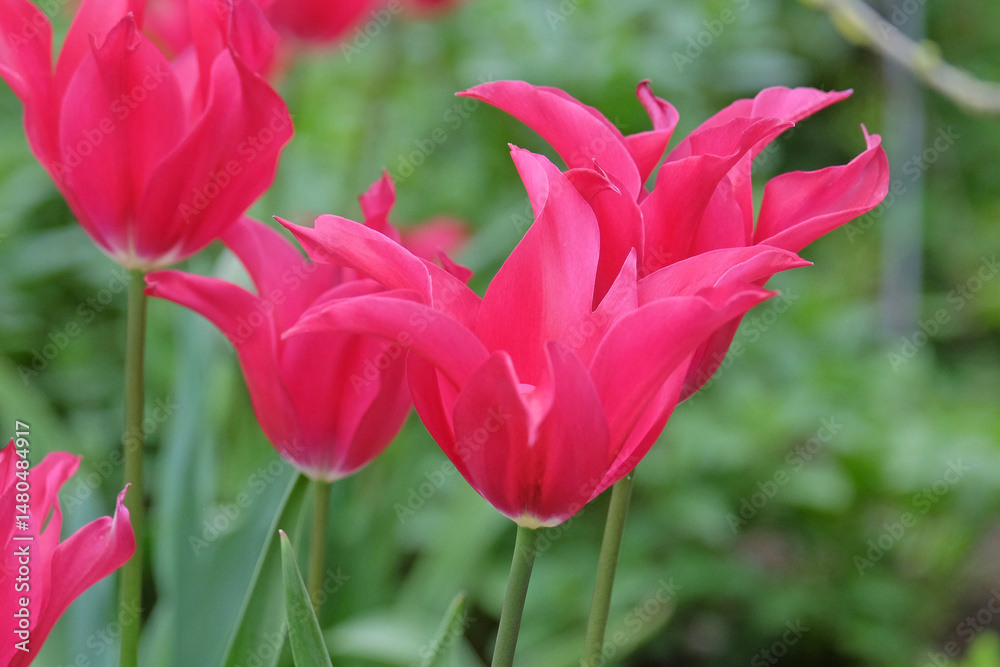 Fototapeta premium Fuchsia pink lily flowered Tulip, tulipa ‘Mariette’ in flower.