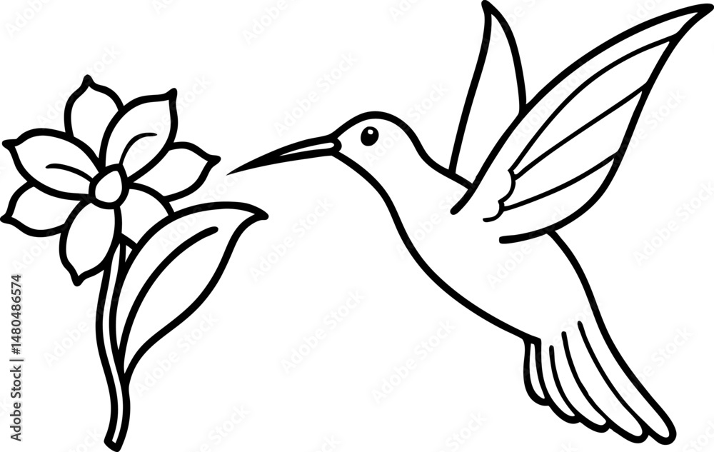 Obraz premium Hummingbird Hovering At Flower Line Art Vector Illustration