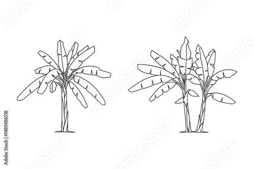 Line drawing illustration of two banana trees against white backdrop.