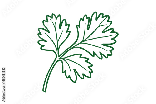 A simple cilantro herb leaf with green outlines on a white background.