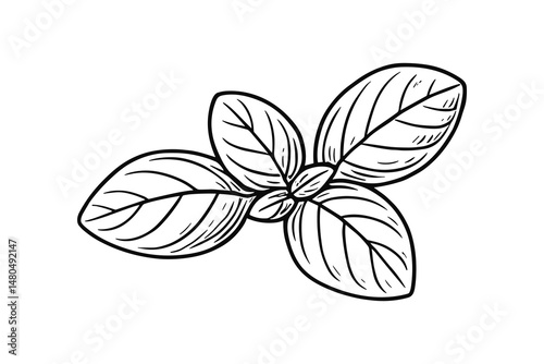 Illustration of basil leaves isolated on white background. Line art vector.