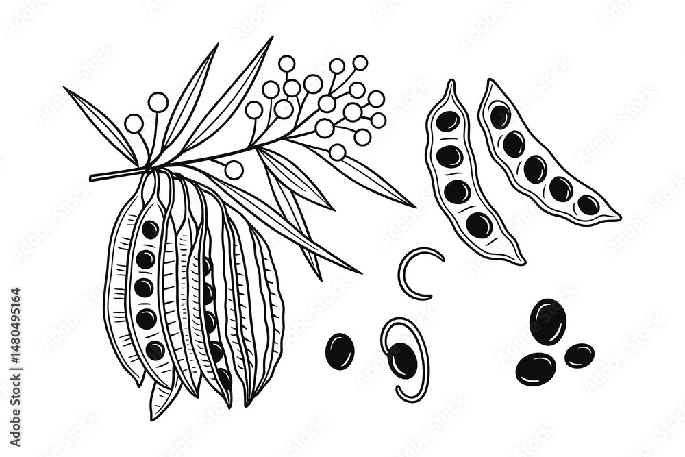 Hand drawn golden shower tree with fruits and seeds line drawing vector.
