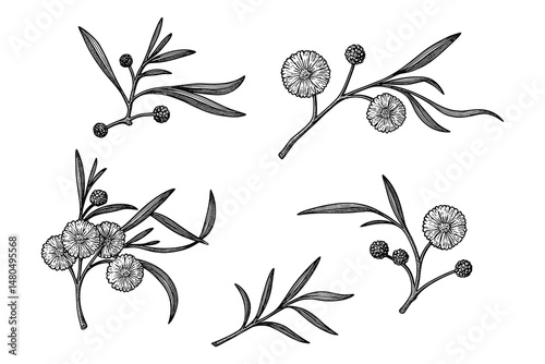 Detailed botanical line art illustration with flowers and seed pods.