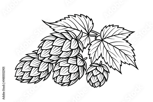 Detailed black and white vector art of hops plant, buds and leaves.