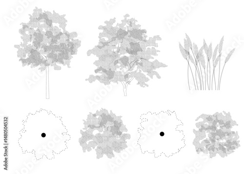 Trees in elevation and plan view for use in architectural drawings
