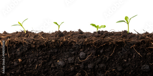 Cross-section of soil with young green seedlings sprouting, concept of growth, agriculture, and eco-friendly farming, AI Generative