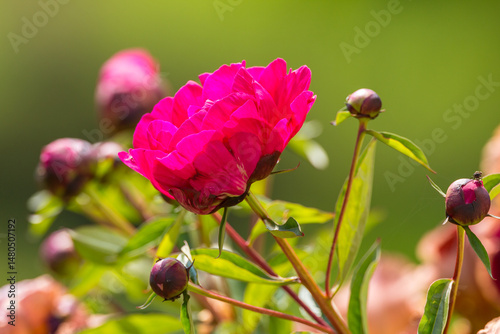 Blooming pink peony flower in summer garden in Masuria, Poland.