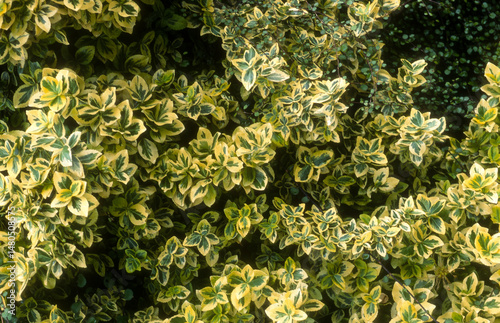 Fusain, Euonymus japonicus 'Emerald'n Gold'