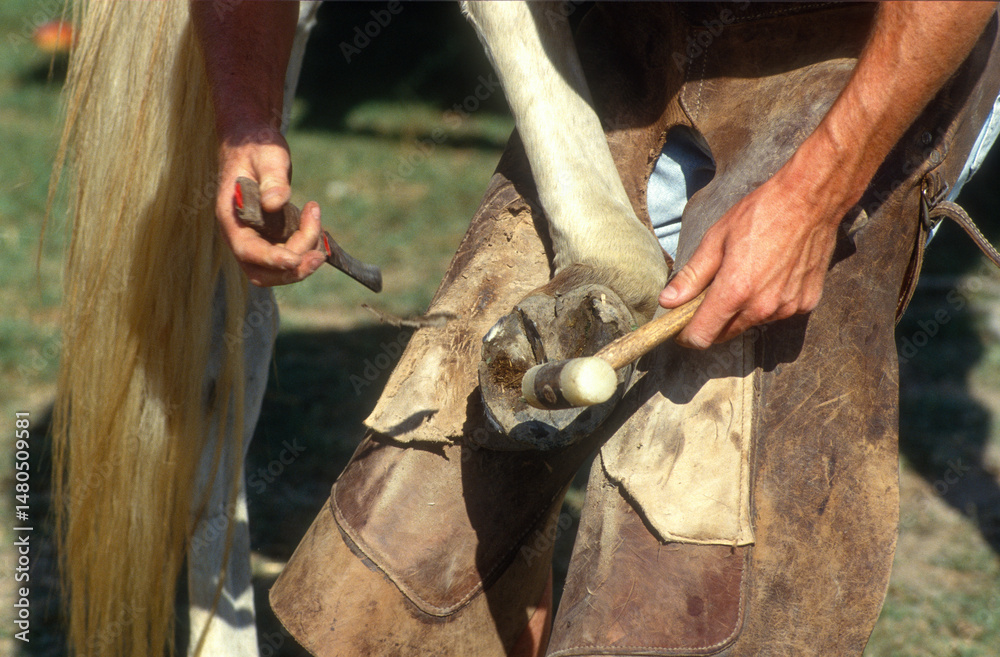 maréchal ferrant, férrage d'un cheval