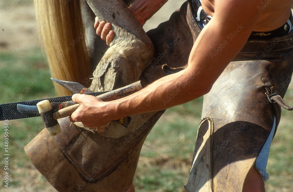 maréchal ferrant, férrage d'un cheval