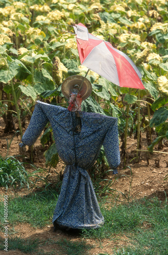 Fototapeta Naklejka Na Ścianę i Meble -  épouventail, champ, Tournesol, Helianthus annuus, Périgord