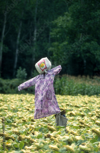 Fototapeta Naklejka Na Ścianę i Meble -  épouventail, champ, Tournesol, Helianthus annuus, Périgord