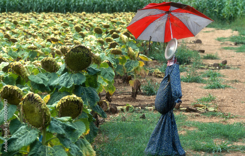 Fototapeta Naklejka Na Ścianę i Meble -  épouventail, champ, Tournesol, Helianthus annuus, Périgord