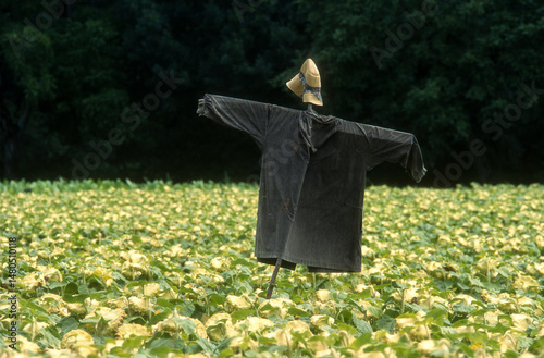 Fototapeta Naklejka Na Ścianę i Meble -  épouventail, champ, Tournesol, Helianthus annuus, Périgord