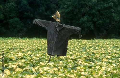 Fototapeta Naklejka Na Ścianę i Meble -  épouventail, champ, Tournesol, Helianthus annuus, Périgord