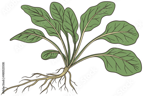 43 Highly detailed, botanically accurate watercolor illustration, spinach plant with large green leaves and strong roots, beautifully rendered, lifelike, photorealistic